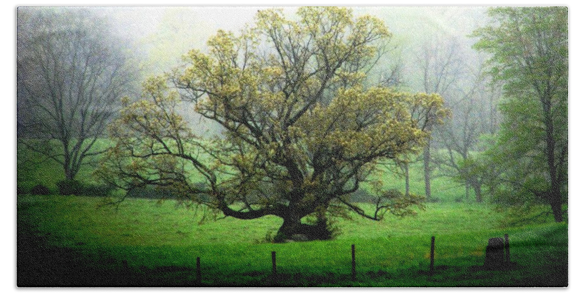Trees In Stone Beach Sheet featuring the photograph Flourish Where You Grow by Angela Davies