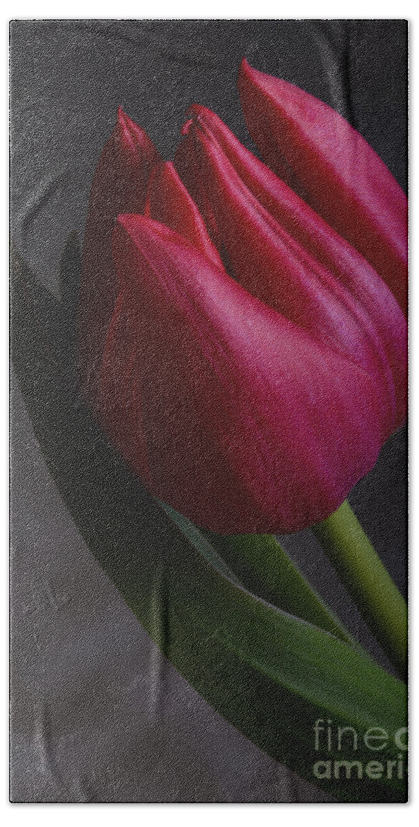 Flower Beach Towel featuring the photograph Flourishing tulip by Robert WK Clark