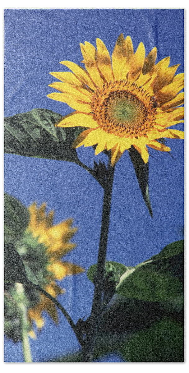 Sunflower Beach Towel by Takashi Murakami - Mobile Prints