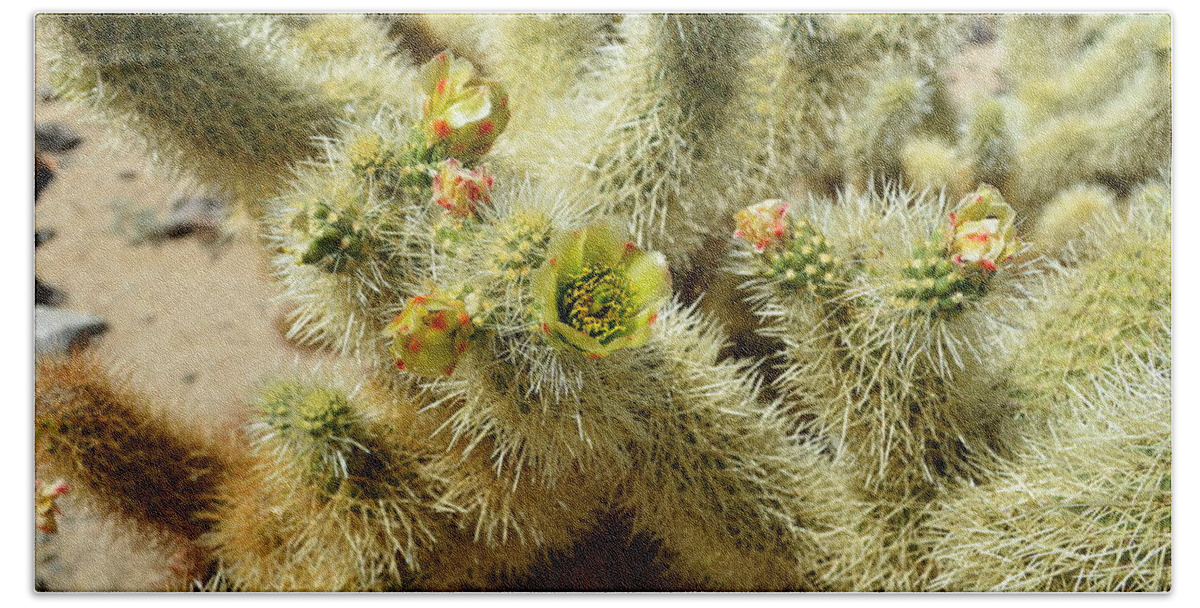 Glenn Mccathy Beach Towel featuring the photograph Flowering Cholla Cactus - Joshua Tree National Park by Glenn McCarthy Art and Photography