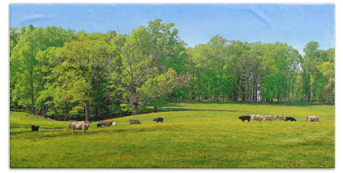 Yellow Flowering Cow Pasture Beach Towel featuring the photograph Flowering Cow Pasture by The James Roney Collection