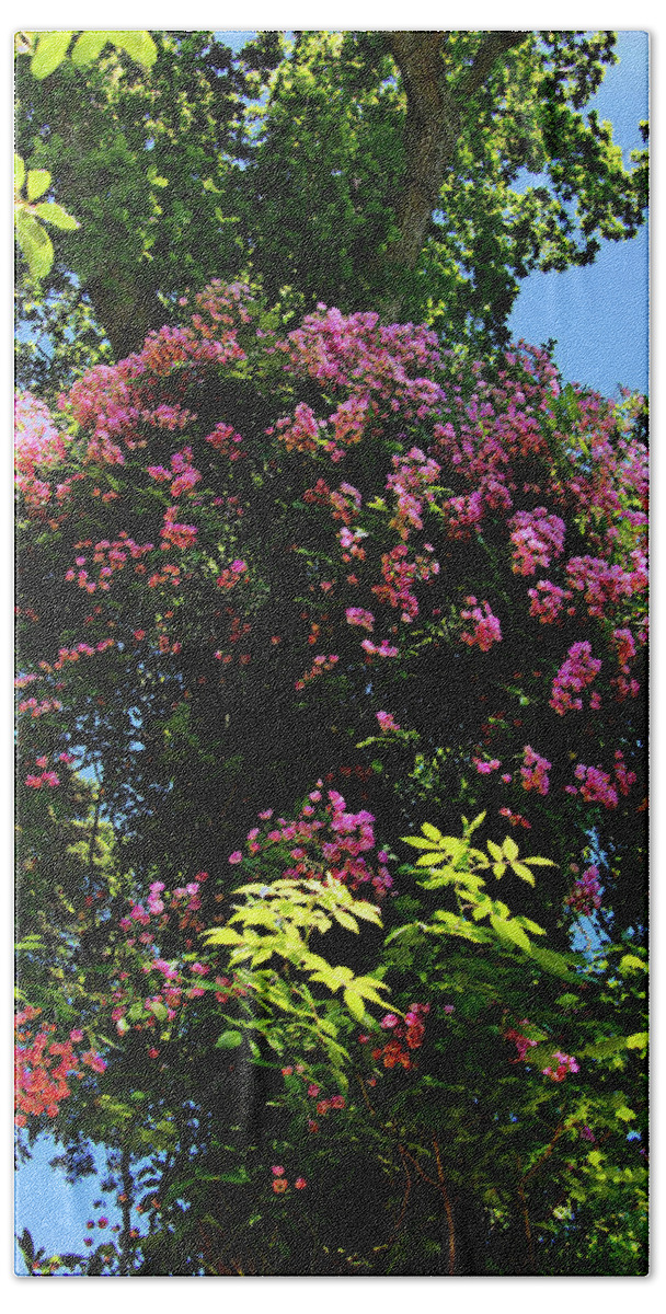 Trees Beach Towel featuring the photograph Flowering Tree by Richard Denyer
