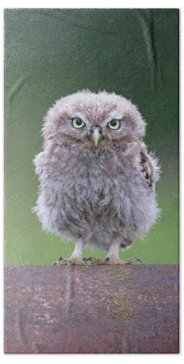 Little Beach Towel featuring the photograph Fluffy Little Owl Owlet by Pete Walkden