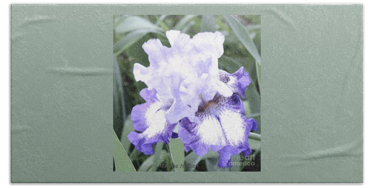 Photo Beach Towel featuring the photograph Fluffy Purple Iris by Marsha Heiken