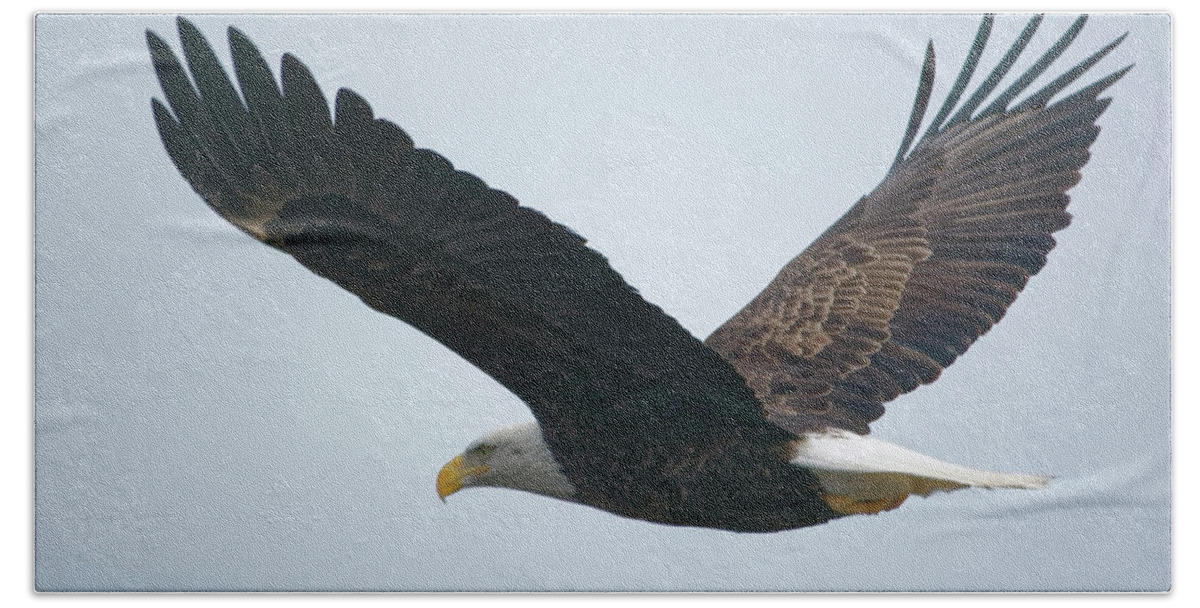 Bald Eagle Beach Towel featuring the photograph Flying Bald Eagle by Peter Ponzio