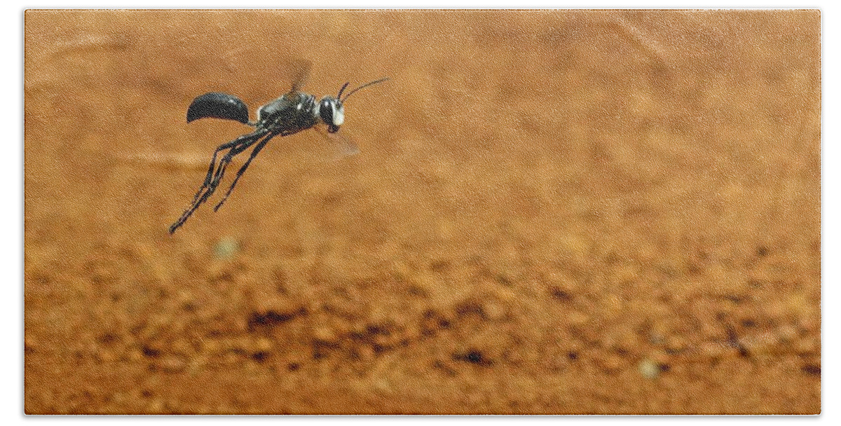 Wasp Beach Towel featuring the photograph Flying Black Sand Wasp by Djoko Widodo