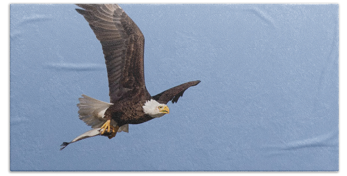 Bald Eagle Beach Towel featuring the photograph Flying Fish by Art Cole