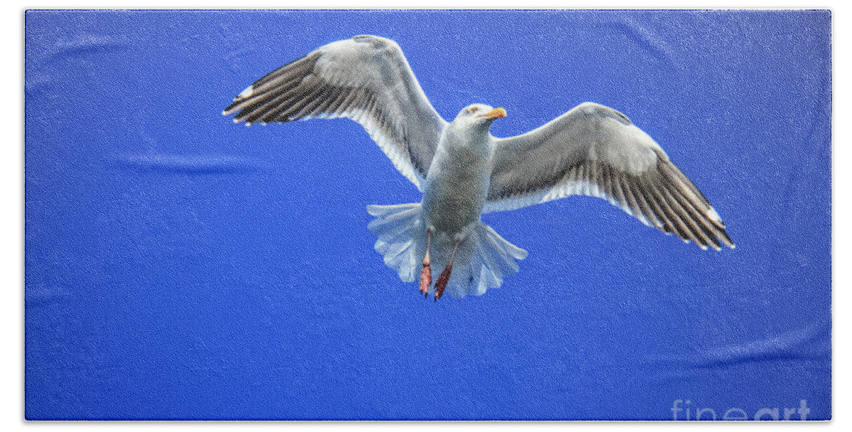 Bird Beach Towel featuring the photograph Flying Gull by Robert Bales