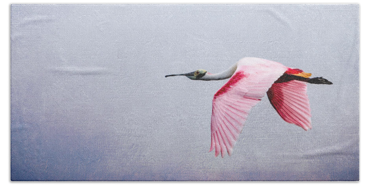 Spoonbill Beach Sheet featuring the photograph Flying Pretty Roseate Spoonbill by Debra Martz