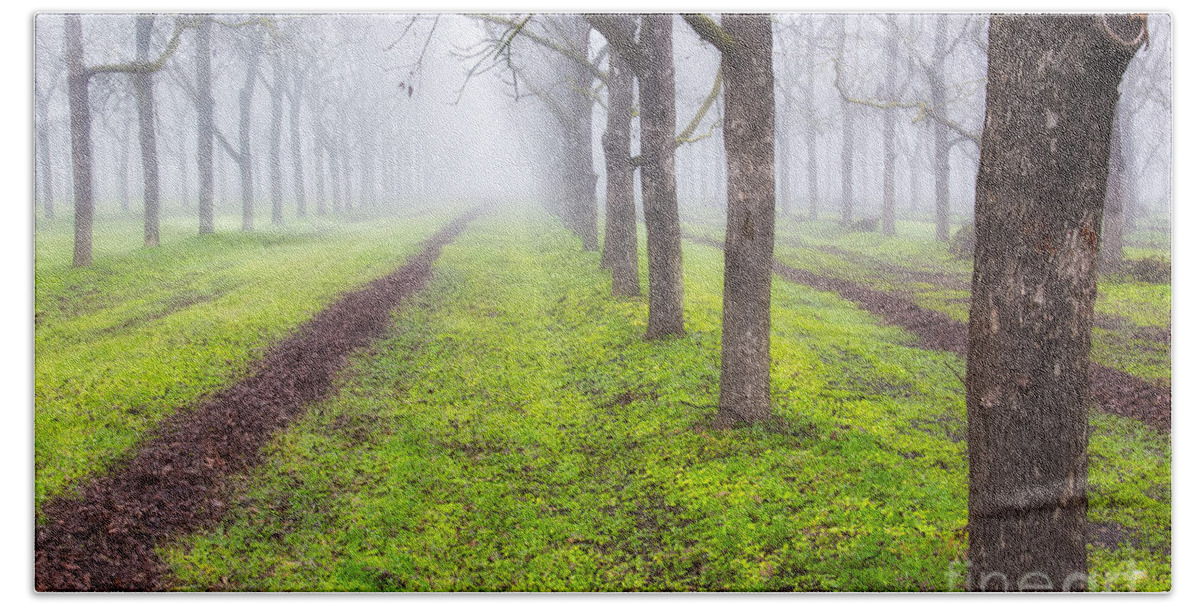 Fog Beach Towel featuring the photograph Fog and Orchard by Anthony Michael Bonafede