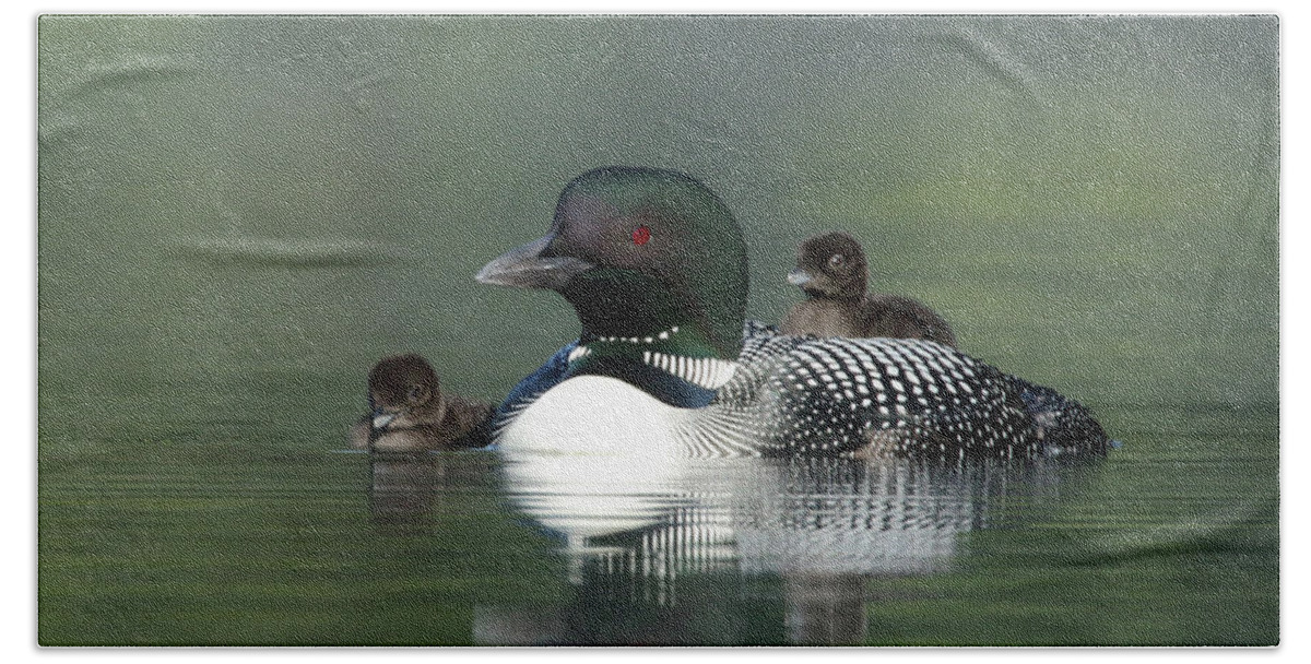 Loons Beach Towel featuring the photograph Foggy Morning Loons by Duane Cross
