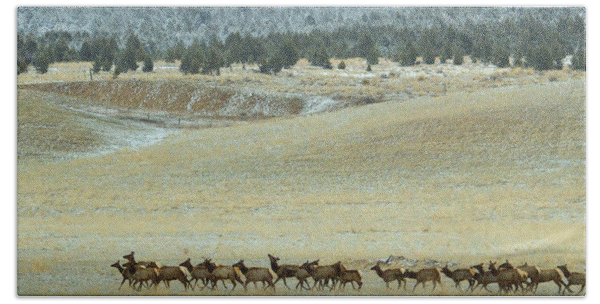 Elk Beach Towel featuring the photograph Follow Me.. by Al Swasey