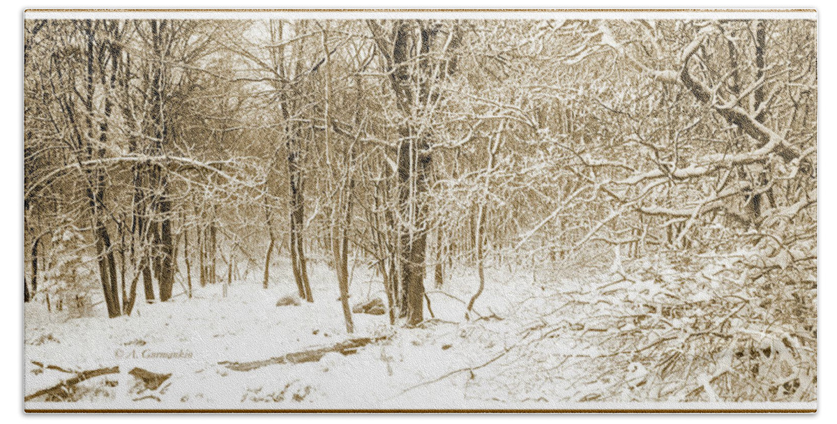 Forest Beach Towel featuring the photograph Forest Edge with Snow, Winter, Pocono Mountains by A Macarthur Gurmankin