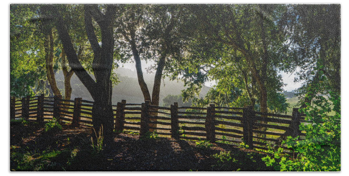 Trees Beach Towel featuring the photograph Forest Fence by Derek Dean