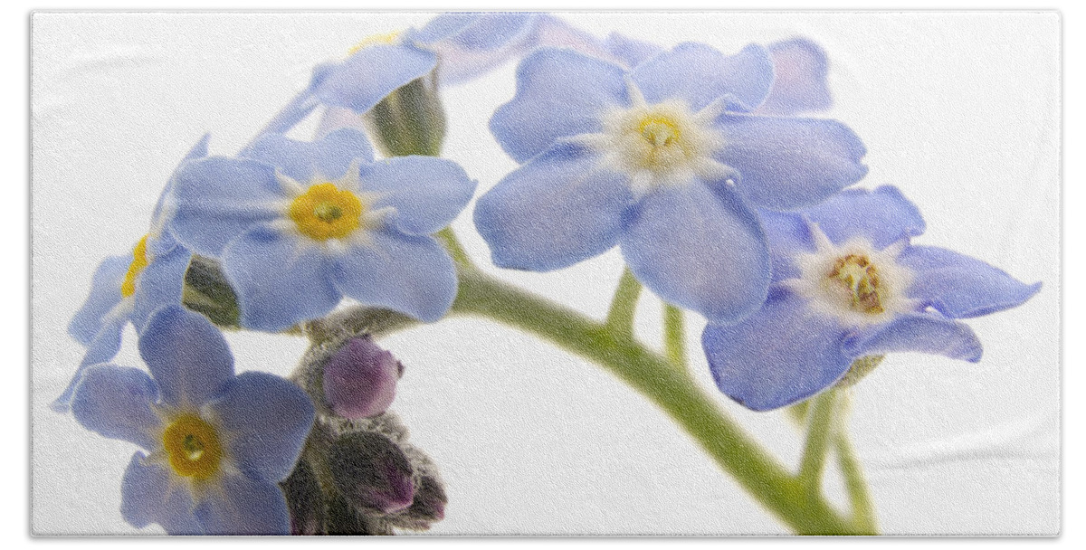 Forget-me-nots Beach Towel featuring the photograph Forget-Me-Nots by Ann Garrett