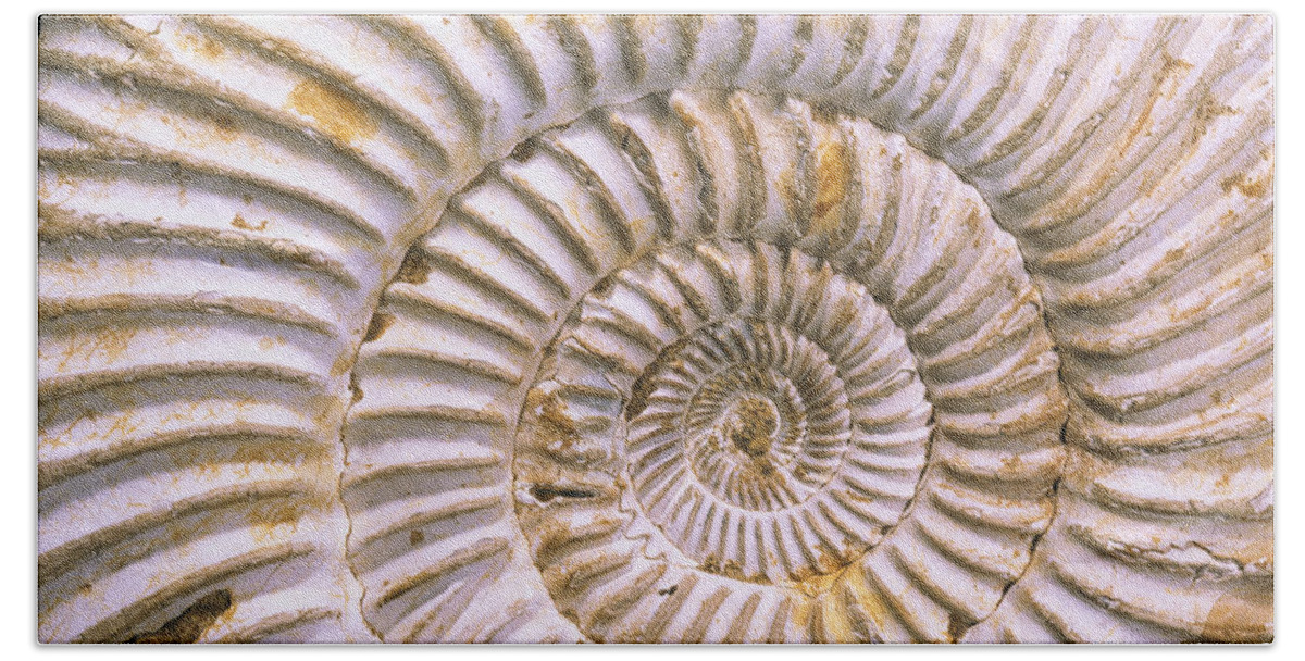 Mp Beach Towel featuring the photograph Fossil Of Ammonite, Madagascar by Pete Oxford