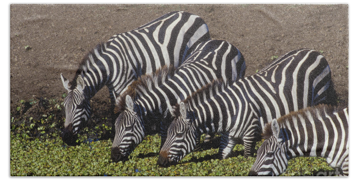 Zebra Beach Sheet featuring the photograph Four for Lunch - Zebras by Sandra Bronstein