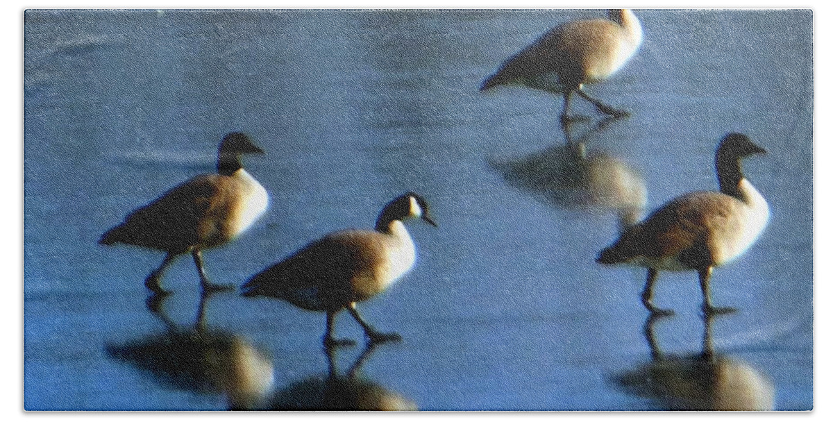 Four Geese Beach Towel featuring the photograph Four Geese Walking On Ice by Rockin Docks Deluxephotos