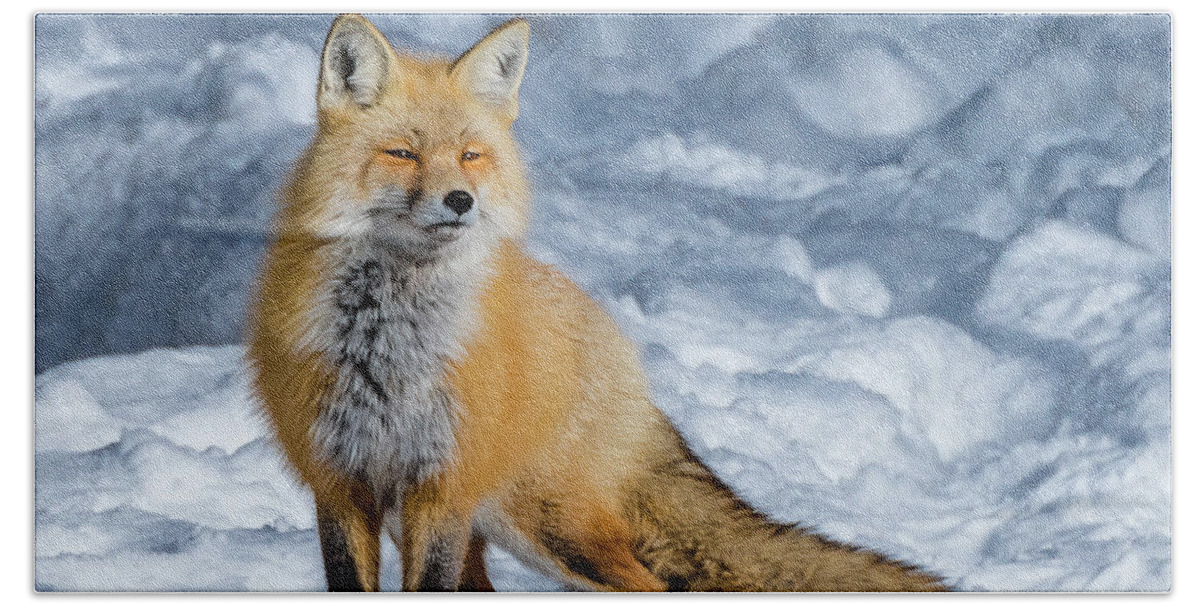 Fox Beach Sheet featuring the photograph Fox On A Winter Afternoon by Yeates Photography