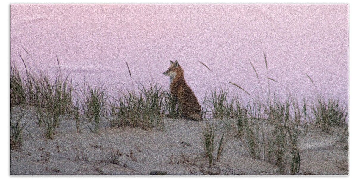 Fox Beach Towel featuring the photograph Fox On The Dune At Dawn by Robert Banach