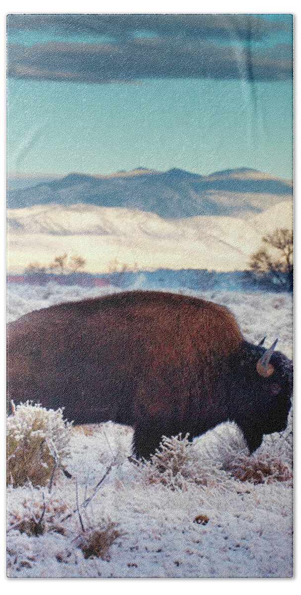 Bison Beach Towel featuring the photograph Free To Roam by John De Bord