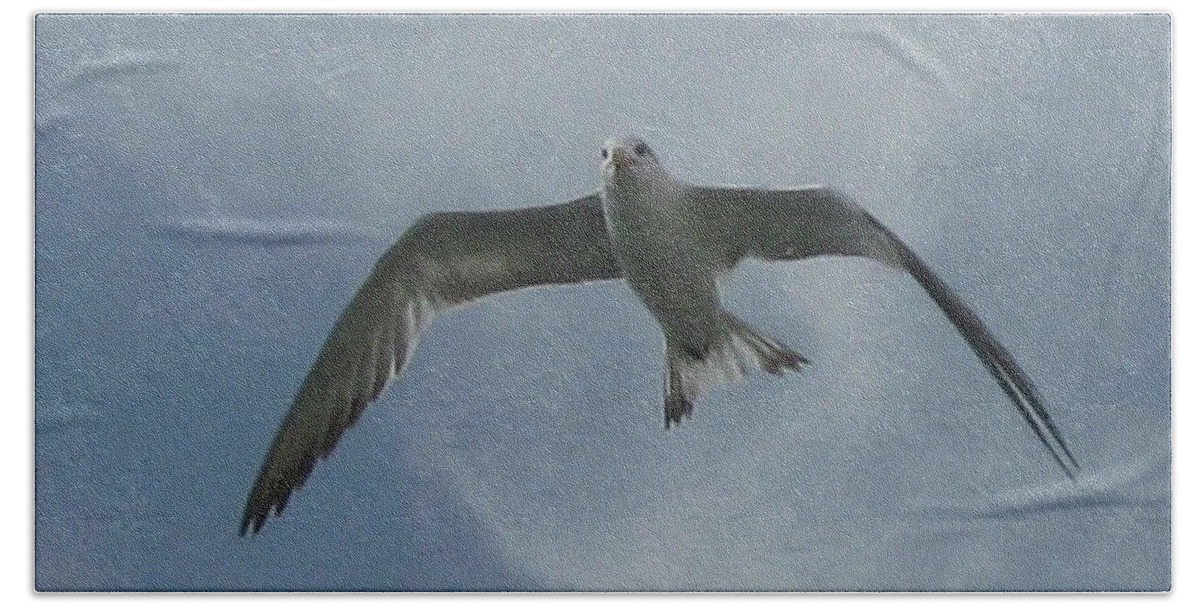 Bird Beach Towel featuring the photograph Freedom by Donna Brown