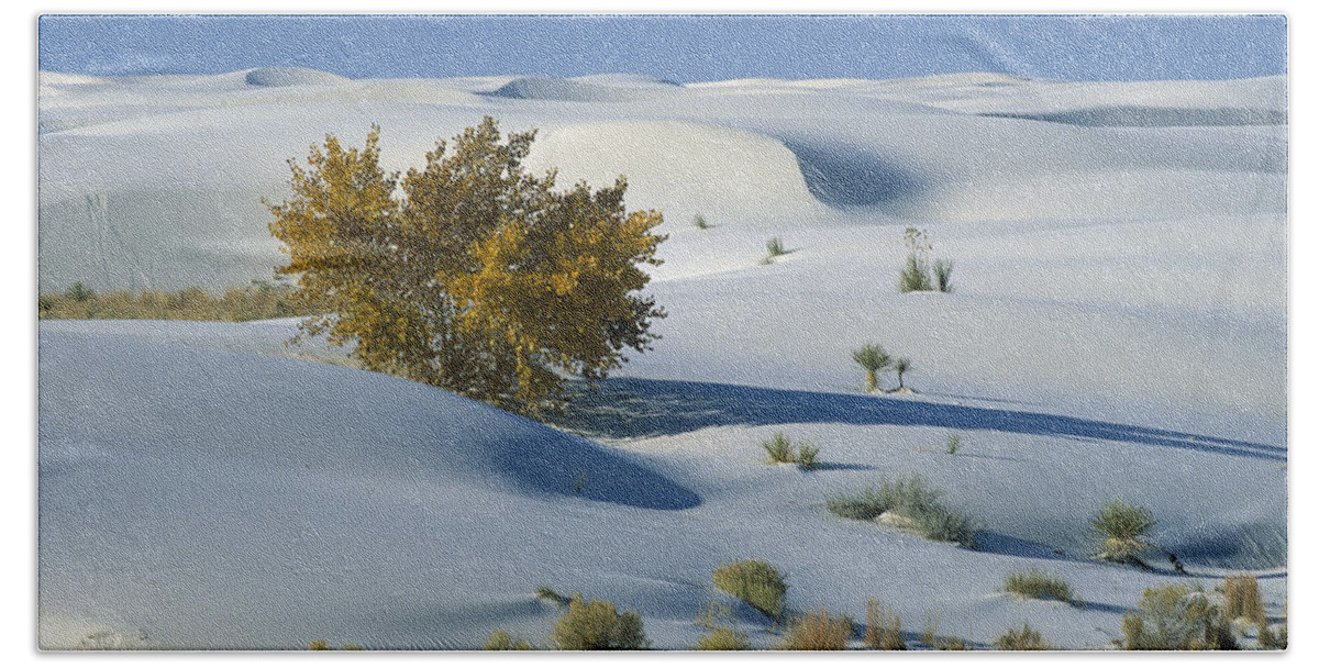 00198316 Beach Towel featuring the photograph Fremont Cottonwood at White Sands by Konrad Wothe