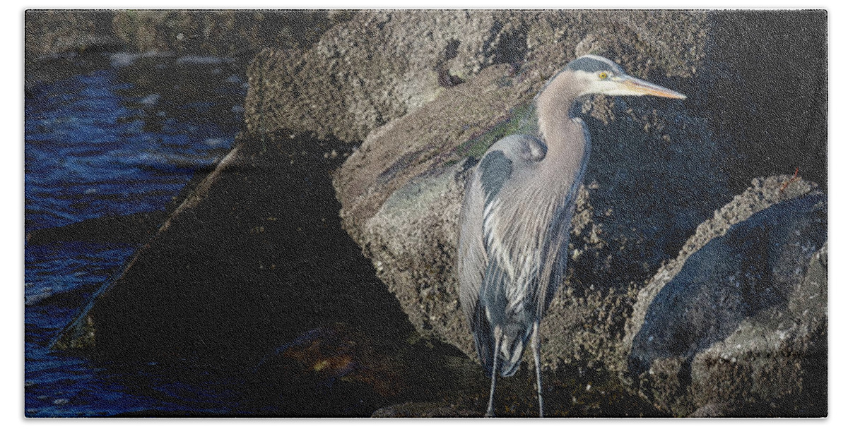 Great Blue Heron Beach Towel featuring the photograph French Creek Heron by Randy Hall