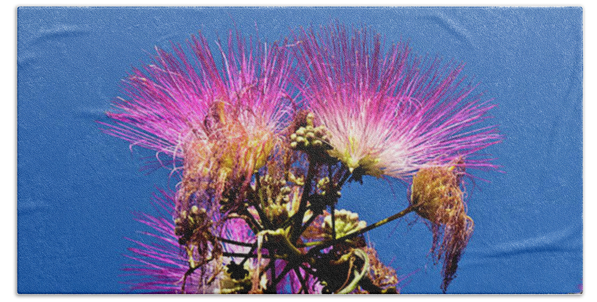 French Flowering Mimosa Beach Towel featuring the photograph French Flowering Mimosa by Silva Wischeropp