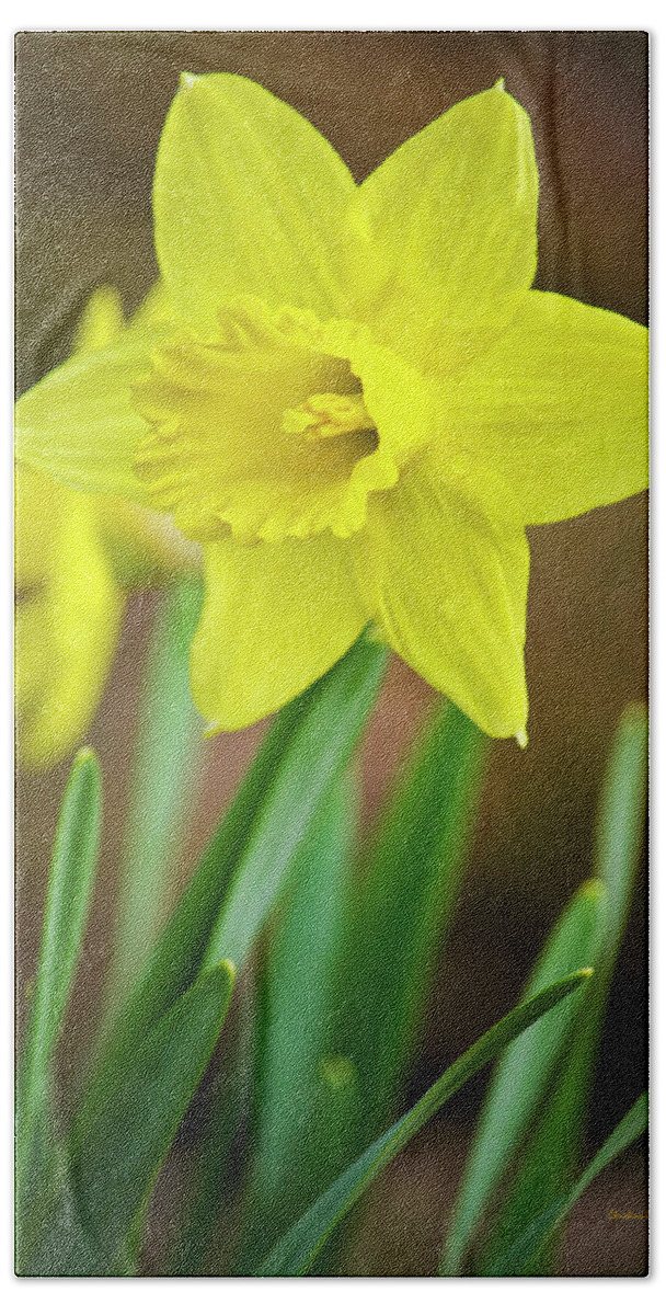Flower Beach Towel featuring the photograph Fresh Daffodil Flower by Christina Rollo