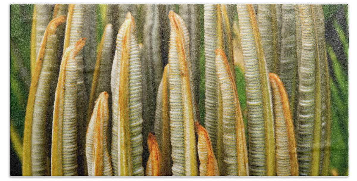 Cycad Beach Sheet featuring the photograph Fresh Fronds by Christopher Holmes