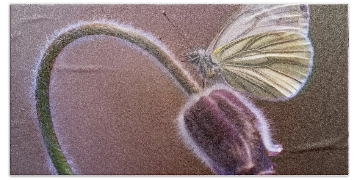 Macro Beach Sheet featuring the photograph Fresh pasque flower and white butterfly by Jaroslaw Blaminsky