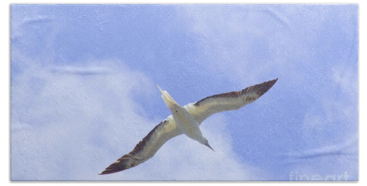 Black Beach Towel featuring the photograph Frigatebird by Mary Deal