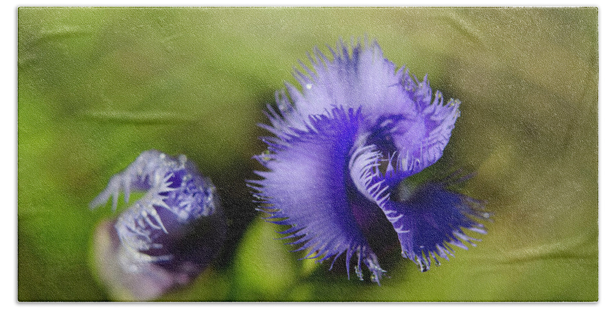 Fringed Gentian Beach Towel featuring the photograph Fringed Gentian by Ann Bridges