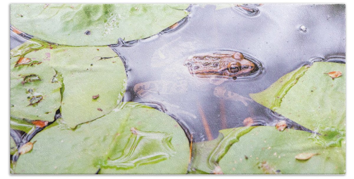 Frog Beach Sheet featuring the photograph Frog and Lily Pads by Steven Jones
