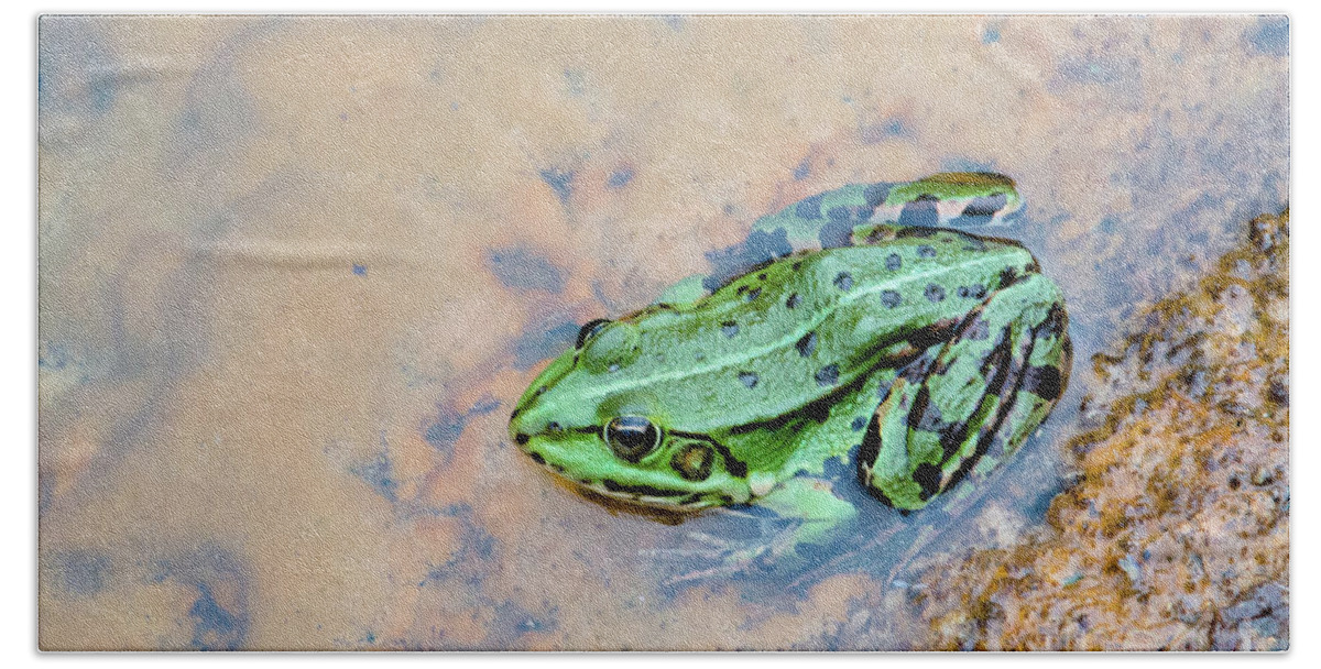 Active Beach Towel featuring the photograph Frog in a pond by Amanda Mohler