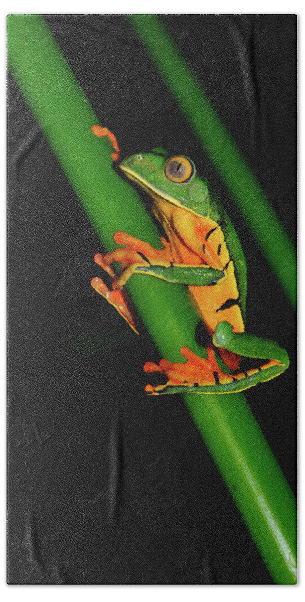 Frog Framed Prints Beach Towel featuring the photograph Frog Pole Vault by Harry Spitz