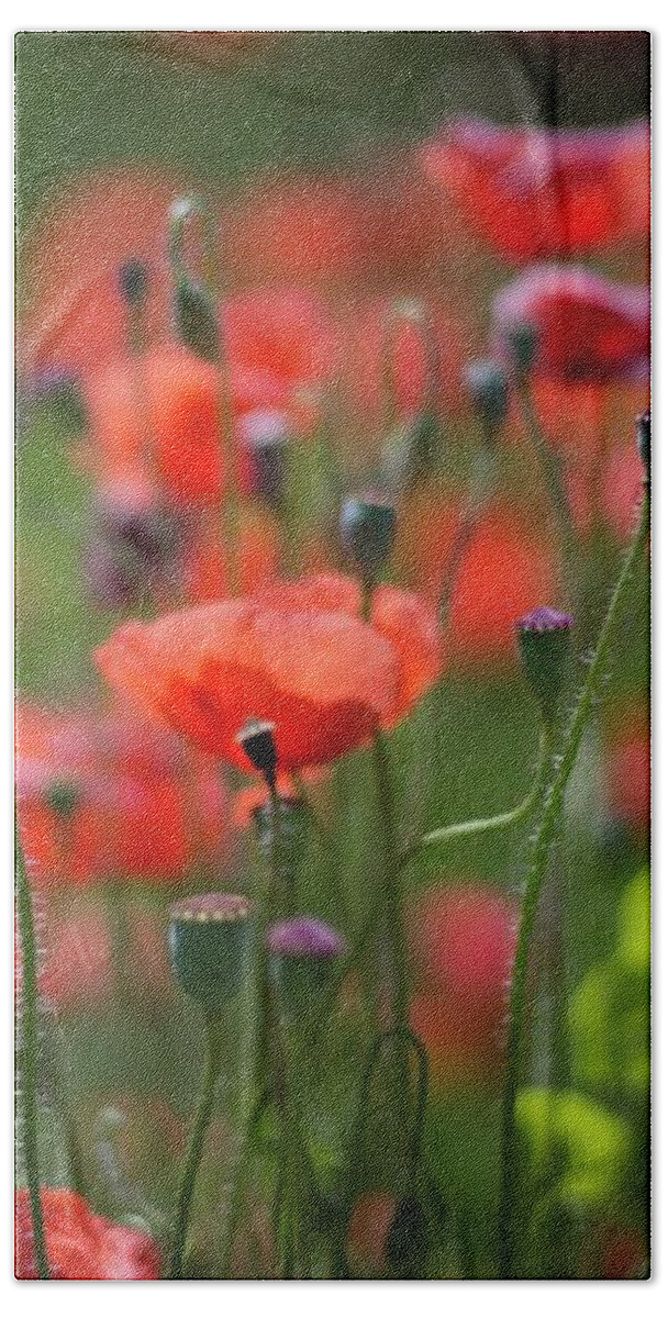  Beach Towel featuring the photograph From Seed, To Seed by Terri Hart-Ellis