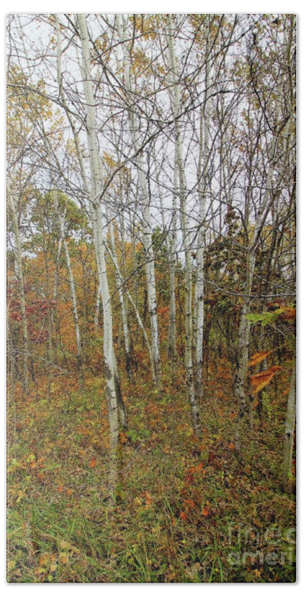 Birch Beach Towel featuring the photograph Frontenac State Park Birch Trees by Jimmy Ostgard
