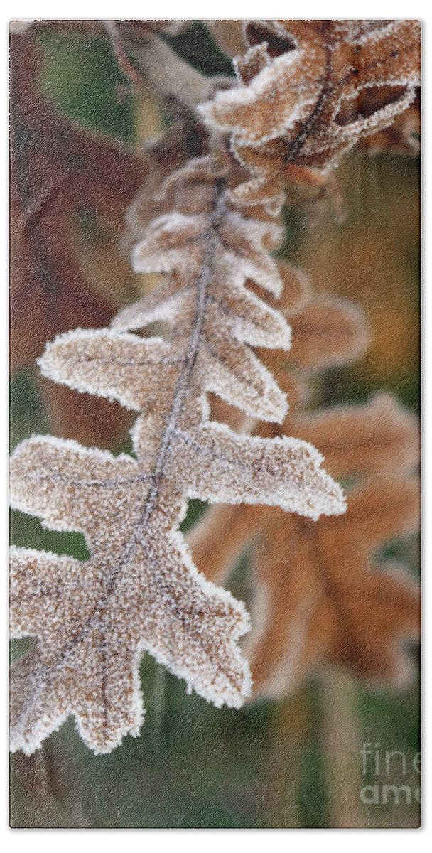 Frost Covered Oak Leaf Beach Sheet featuring the photograph Frost covered oak leaf by Julia Gavin