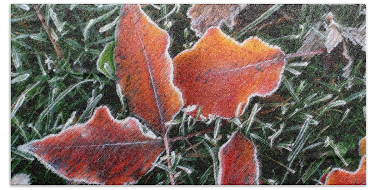 Leaves Fall Leaf Orange Red Nature Digital Art Beach Towel featuring the photograph Frosted Leaves by Shari Jardina