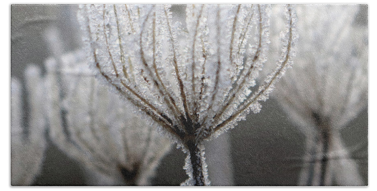 Frost Covered Seedhead Frosty Beach Towel featuring the photograph Frosted seedhead by Julia Gavin