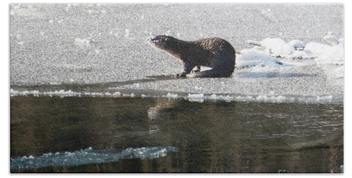 River Otter Beach Sheet featuring the photograph Frosty River Otter by Michael Dawson