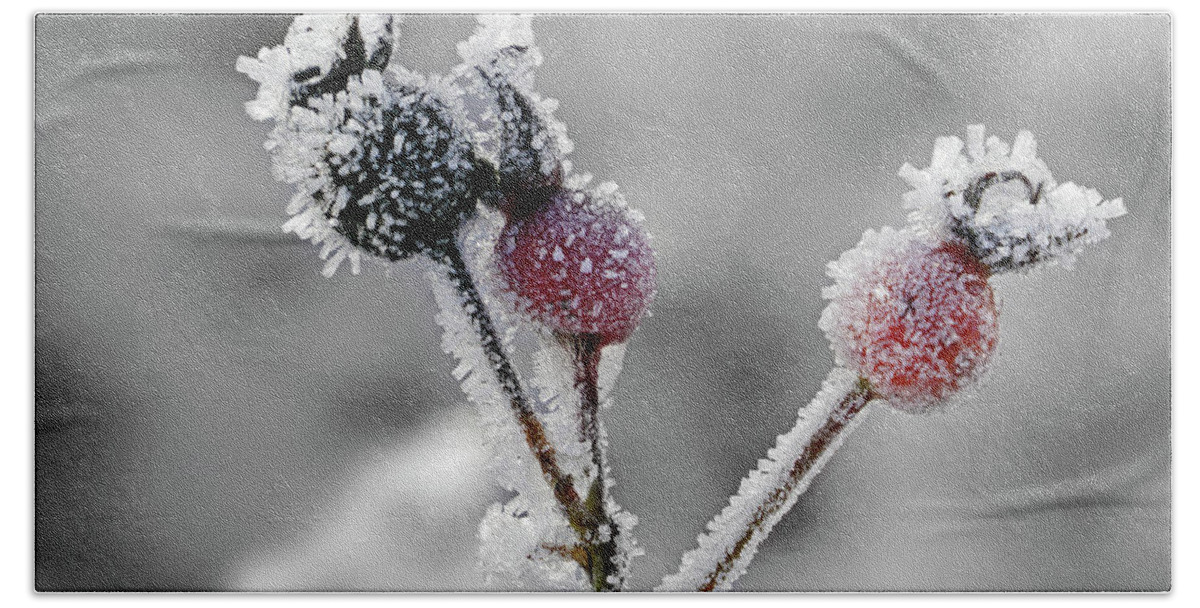 Rose Hip Beach Towel featuring the photograph Frozen buds by Inge Riis McDonald