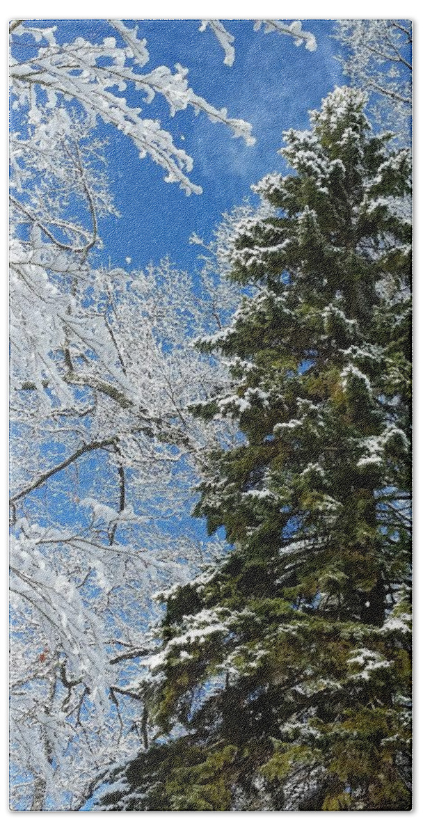 Winter Beach Towel featuring the photograph Frozen Evergreen by Vic Ritchey