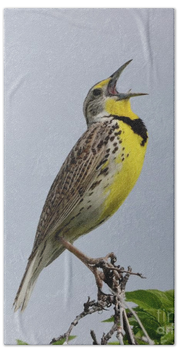 Bird Beach Towel featuring the photograph Full Song by Robert Buderman