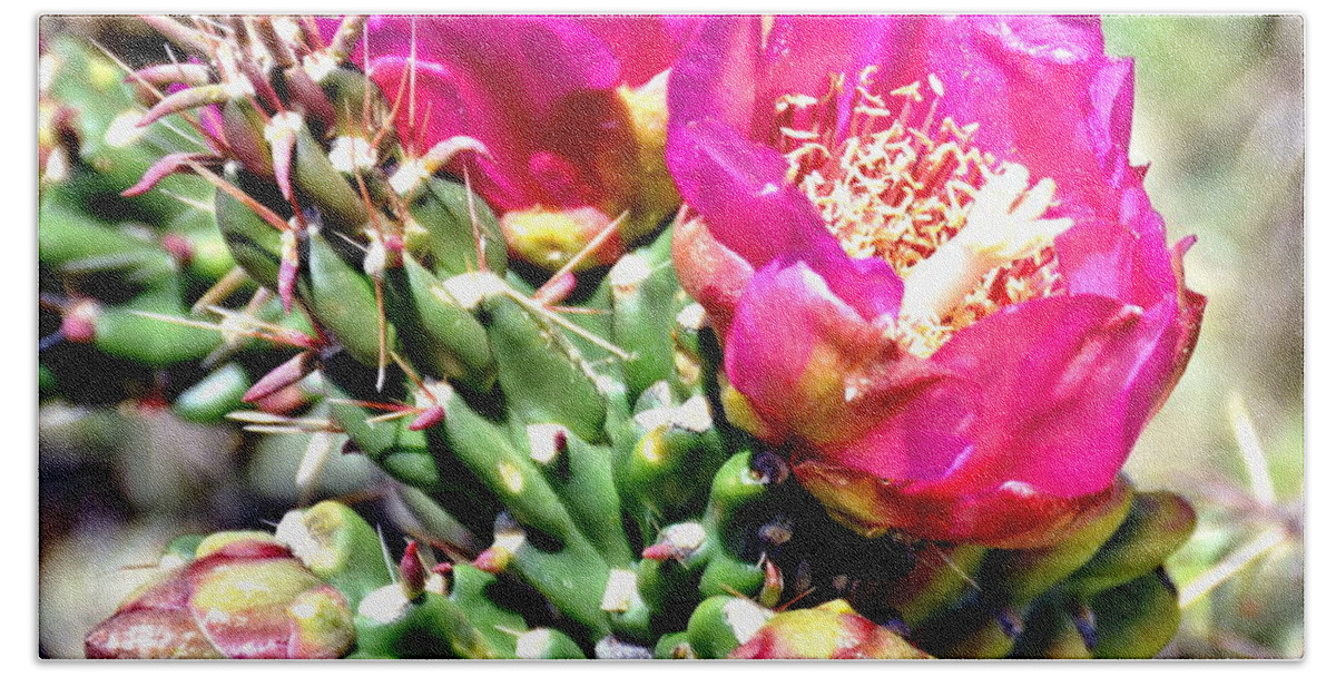 Cactus Beach Towel featuring the photograph Fuscia Pink Cactus Flower Bloom by Amy McDaniel