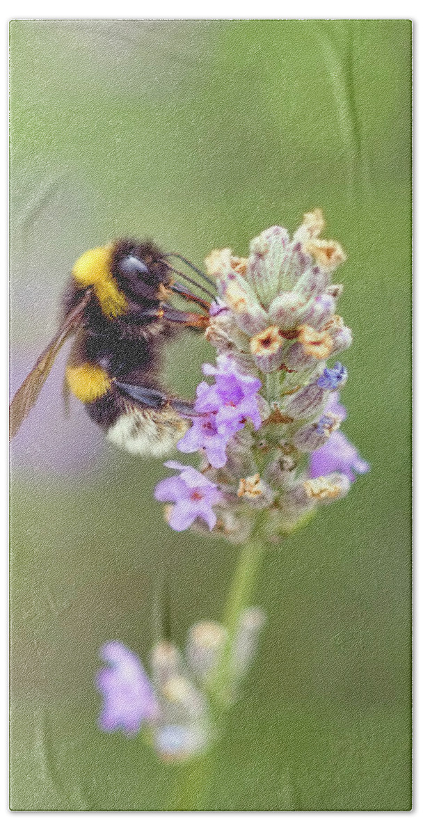 Insects Beach Towel featuring the photograph Fuzzy Bee by Nadia Sanowar