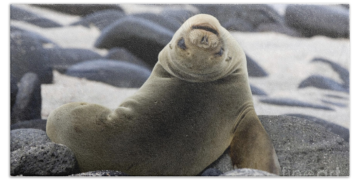 Galapagos Sea Lion Beach Towel featuring the photograph Galapagos Sea Lion by David Hosking and Photo Researchers