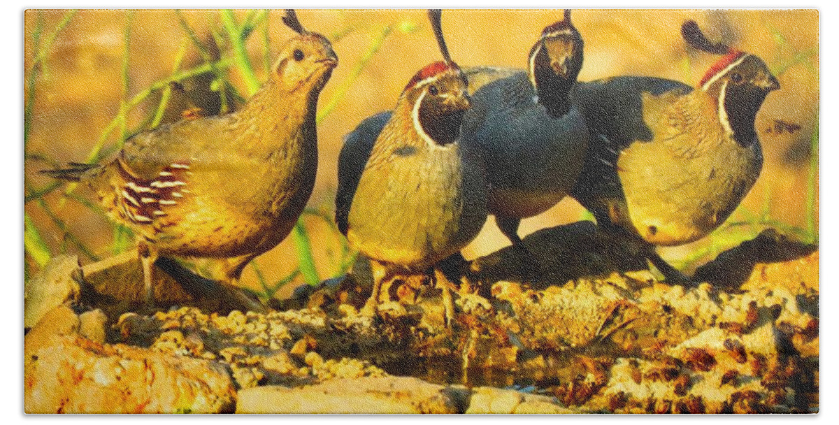 Arizona Beach Sheet featuring the photograph Gambel's Quail Foursome by Judy Kennedy